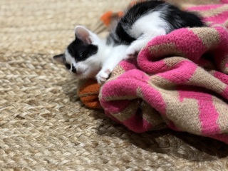 Who wants to wait whilst my kittens are born!