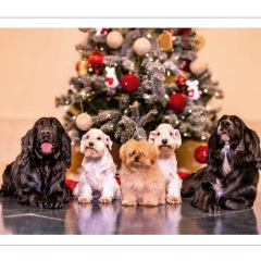 Royal Christmas cards 2025