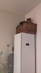 Introducing Marvin the Mau