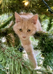 Kittens & Christmas Trees