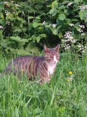 To really like tabby cats
