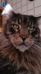 To really like tabby cats