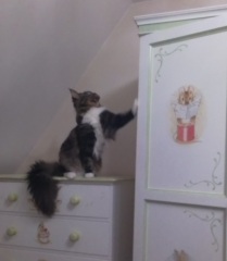 To really like tabby cats