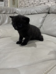 Who wants to wait whilst my kittens are born!