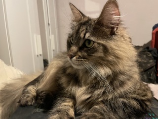 To really like tabby cats