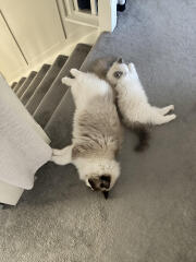 Ragdoll kittens advice