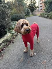 Is your pet getting a Christmas present?