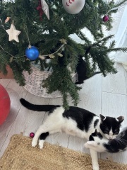 Who wants to wait whilst my kittens are born!