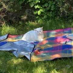 Help with letting cats outside at our new home