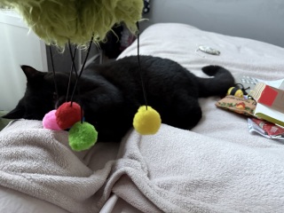 What is your cat getting for christmas?