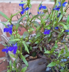 The Nigel Slater Christmas Chronicles Readalong 2025 - Part 3