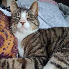To really like tabby cats
