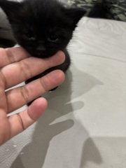 Who wants to wait whilst my kittens are born!