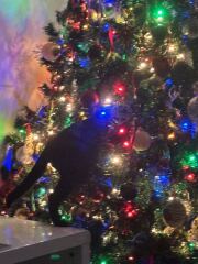 Is there a way to deter my cat from climbing and lying in my Christmas tree?!