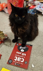 Thread 40 Starmer: Prettig Kerstfeest, Nollaig Shona, Hyvää Joulua, Nadolig Llawen ,圣诞快乐, God Jul, Feliz Navidad, Bouan Noué, Nollaig Chridheil.