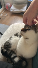 New kitten alert