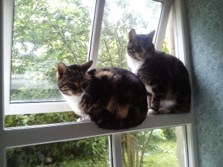 One cat died, how to help the other?
