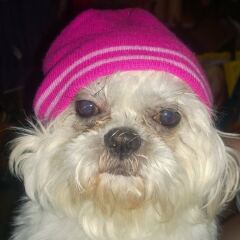 Think we’re losing our elderly Shih Tzu today