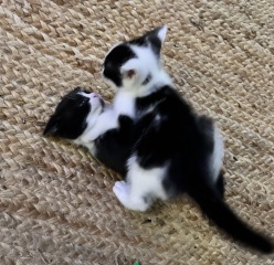 Who wants to wait whilst my kittens are born!