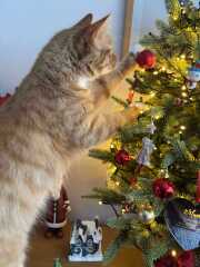 Is there a way to deter my cat from climbing and lying in my Christmas tree?!