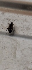 Anyone know what this insect is?