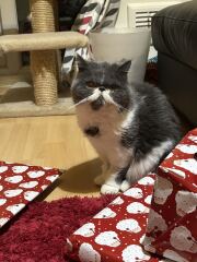 Pampered, Persian, Princess Penelope