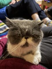 Pampered, Persian, Princess Penelope