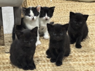 Who wants to wait whilst my kittens are born!