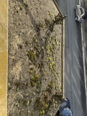 Damp! Paging @pigletjohn (with photos)