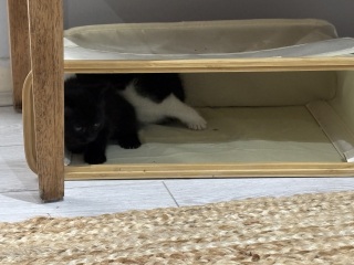 Who wants to wait whilst my kittens are born!