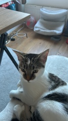 New kitten alert