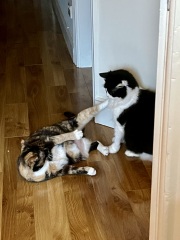 Introducing a second cat