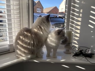 Advice regarding ragdoll kittens diets