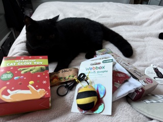 What is your cat getting for christmas?