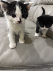 Who wants to wait whilst my kittens are born!