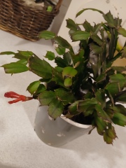another year my false xmas catus doesn't flower right