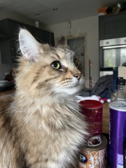 To really like tabby cats
