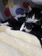 Who wants to wait whilst my kittens are born!