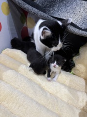 Who wants to wait whilst my kittens are born!