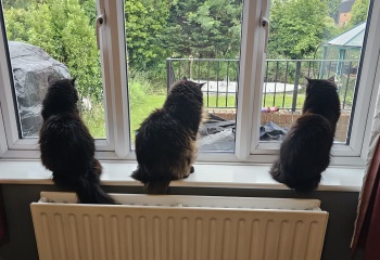 Thread 40 Starmer: Prettig Kerstfeest, Nollaig Shona, Hyvää Joulua, Nadolig Llawen ,圣诞快乐, God Jul, Feliz Navidad, Bouan Noué, Nollaig Chridheil.