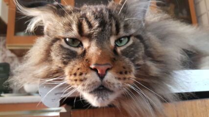 To really like tabby cats