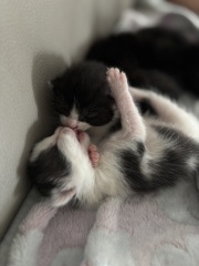 Who wants to wait whilst my kittens are born!