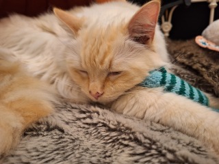 The Nigel Slater Christmas Chronicles Readalong 2025 - Part 3