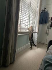 Introducing Marvin the Mau