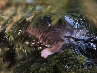 Is there a way to deter my cat from climbing and lying in my Christmas tree?!