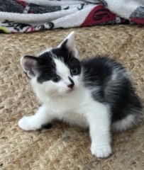 Who wants to wait whilst my kittens are born!