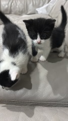 Who wants to wait whilst my kittens are born!