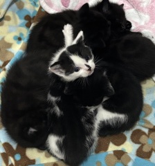 Who wants to wait whilst my kittens are born!
