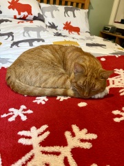 To really like tabby cats