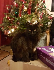 Thread 40 Starmer: Prettig Kerstfeest, Nollaig Shona, Hyvää Joulua, Nadolig Llawen ,圣诞快乐, God Jul, Feliz Navidad, Bouan Noué, Nollaig Chridheil.